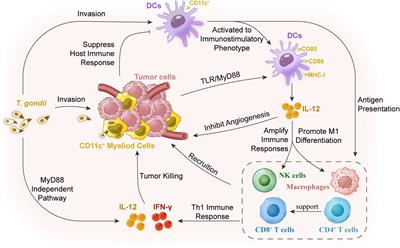 Toxoplasma gondii infection possibly reverses host immunosuppression to restrain tumor growth